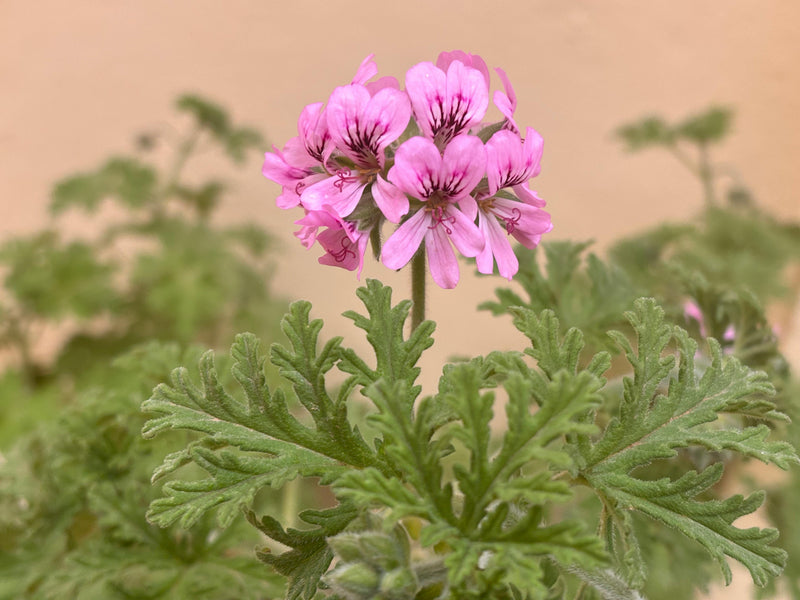 The Bee Friendly Trust